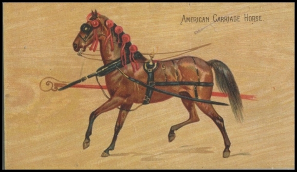 American Carriage Horse